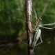 Spiders, such as the one pictured here, are found in riparian environments all over the world. They build their webs over streams and catch aquatic insects as they emerge from the water. Pharmaceuticals in the insects spread to the spiders and other organisms on land.